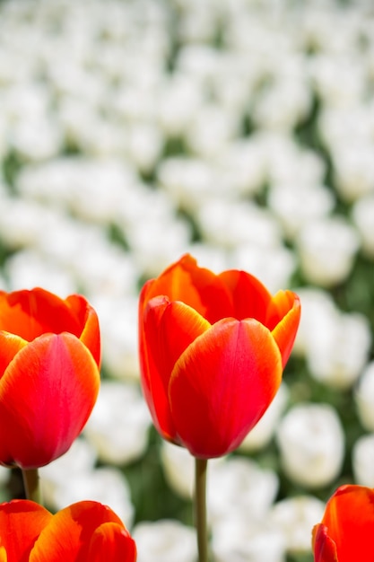 Tulipani che fioriscono in primavera