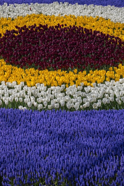 Tulipani che fioriscono in primavera