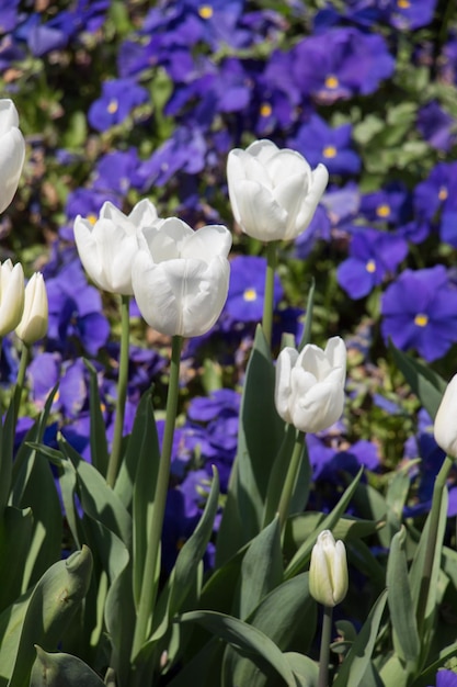 Tulipani che fioriscono in primavera