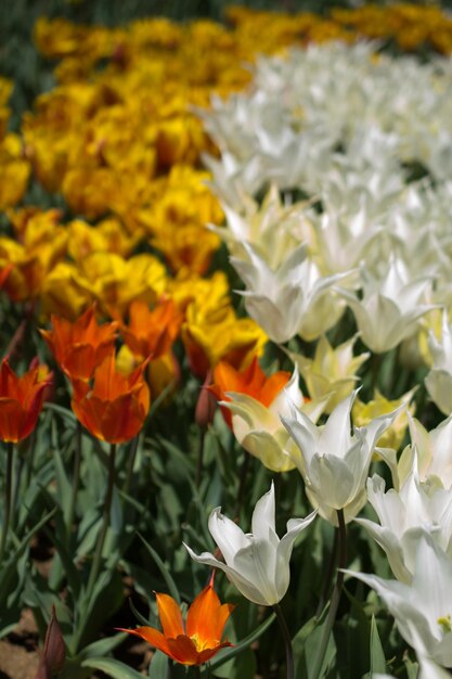 Tulipani che fioriscono in primavera