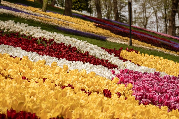 Tulipani Colorati A Emirgan Park Istanbul