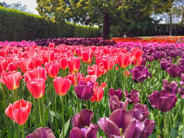 tulipani colorati campo di fiori