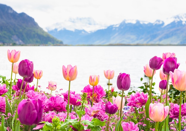 Tulipani colorati con sfondo di montagne di neve e lago