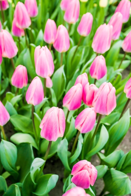 Tulipani colorati fioritura sfondo