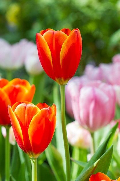 Tulipani colorati freschi nella calda luce del sole