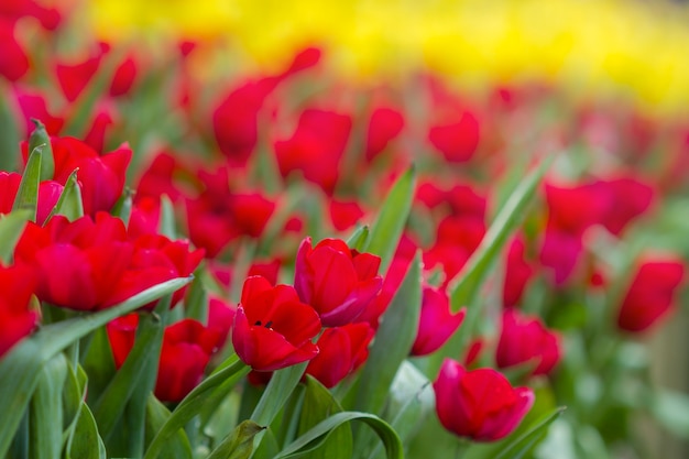 Tulipani colorati freschi nella calda luce del sole