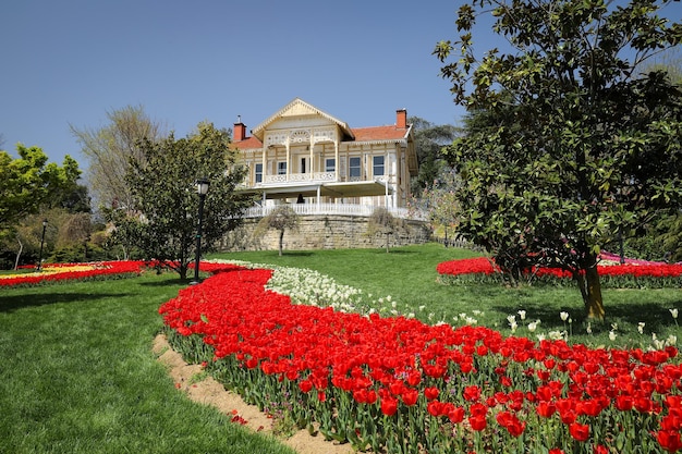 Tulipani colorati in Emirgan Park Istanbul Turchia