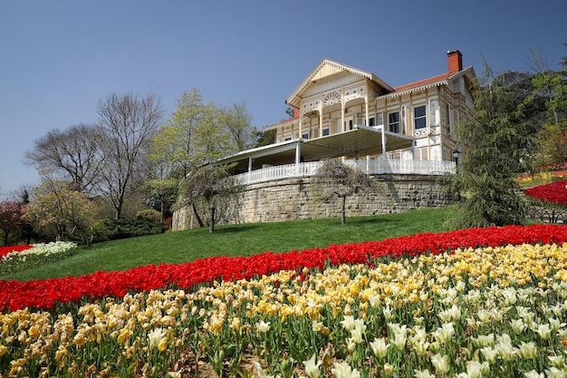 Tulipani colorati in Emirgan Park Istanbul Turchia