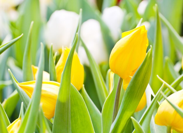 Tulipani colorati in giardino