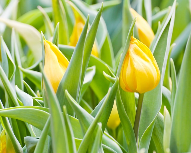 Tulipani colorati in giardino