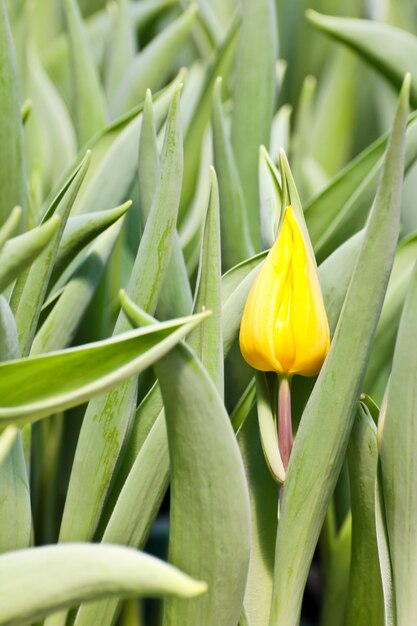 Tulipani colorati in giardino