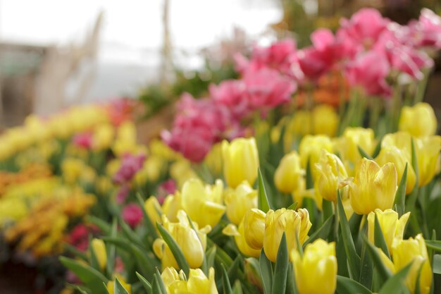 Tulipani colorati in giardino