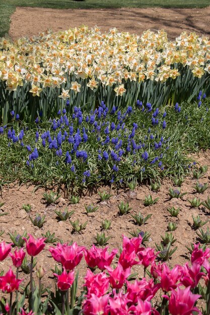 Tulipani colorati in giardino