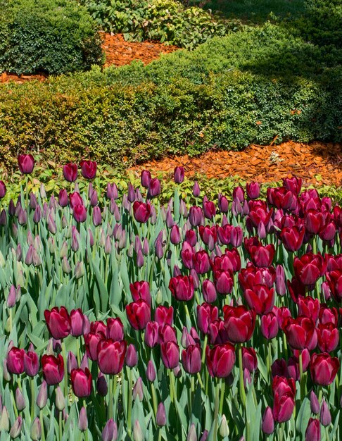 Tulipani colorati in giardino