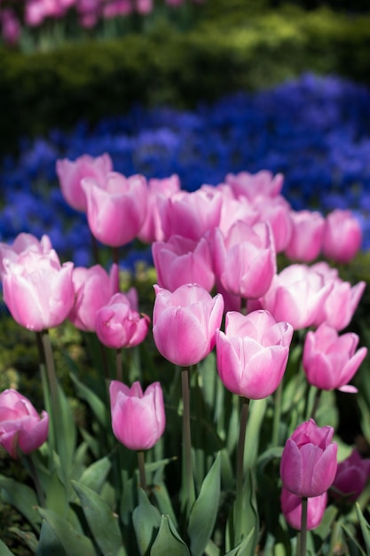 Tulipani colorati in giardino