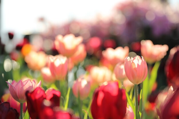 Tulipani colorati in primo piano