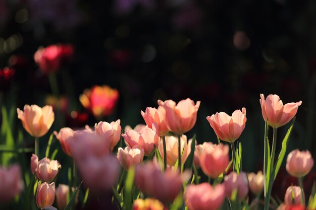 Tulipani colorati in primo piano