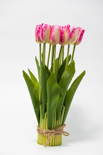 Tulipani colorati in un campo su sfondo bianco