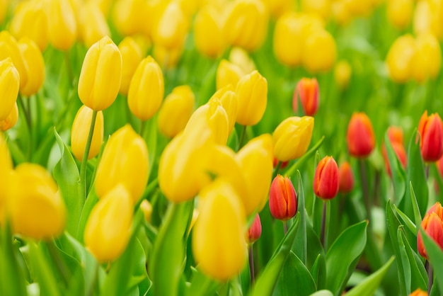 Tulipani colorati nel giardino fiorito