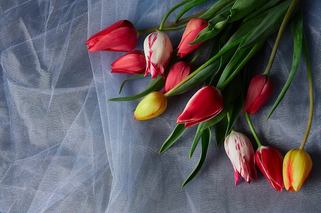Tulipani colorati su sfondo astratto