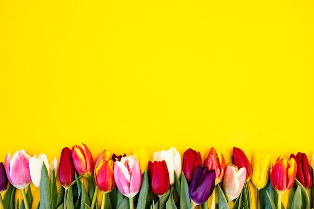 Tulipani colorati su sfondo giallo concetto di pasqua