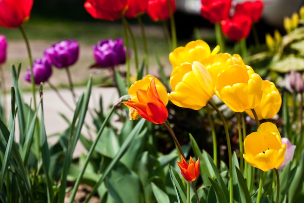 Tulipani colorati sul primo piano aiuola