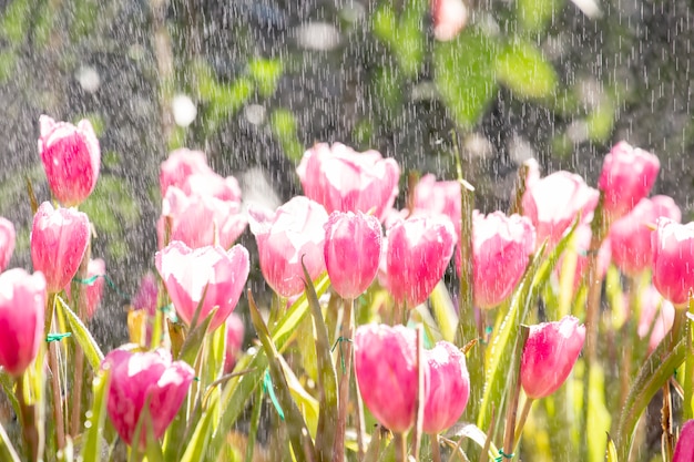 Tulipani con gocce di pioggia.
