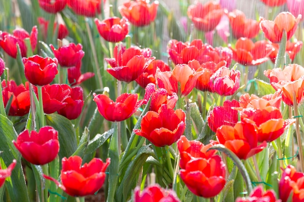 Tulipani con gocce di pioggia.