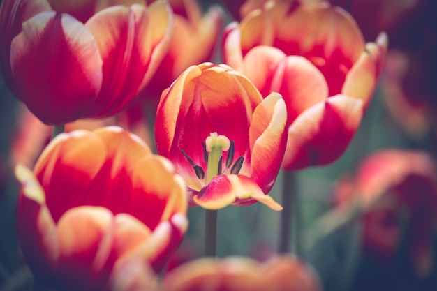 Tulipani con molti stili e colori ricchi