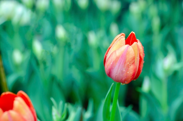 Tulipani con sfondo sfocato verde