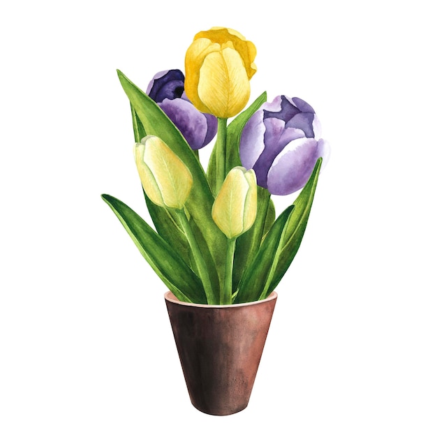 Tulipani con vaso in ceramica di argilla su sfondo bianco Illustrazione del disegno a mano acquerello Arte per la marcia del giorno delle donne