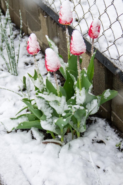 Tulipani coperti di neve durante la tempesta di neve di aprile in Ucraina