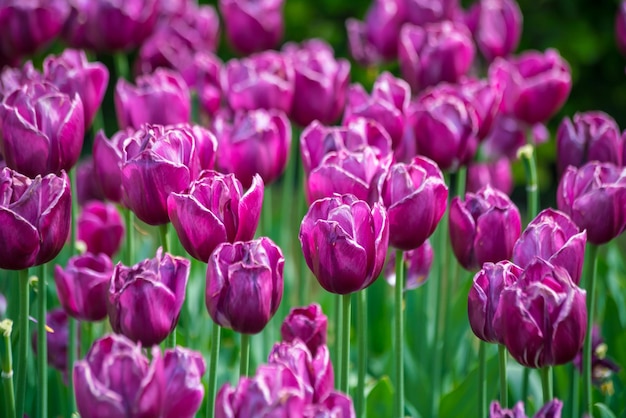 Tulipani dai colori vivaci in Olanda, Paesi Bassi