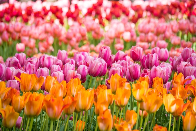 Tulipani dai colori vivaci in Olanda, Paesi Bassi