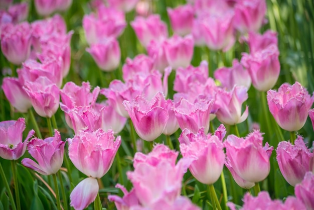 Tulipani dai colori vivaci in Olanda, Paesi Bassi