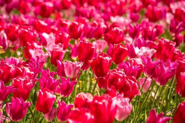 Tulipani dai colori vivaci in Olanda, Paesi Bassi