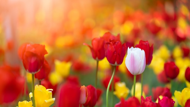 Tulipani dei bei fiori nel parco