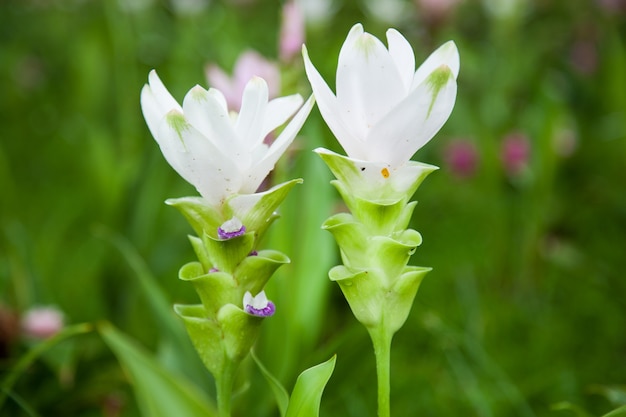 Tulipani della Thailandia.