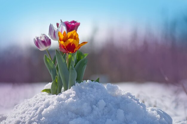 Tulipani di colore misto sotto la neve primaverile ad aprile Precipitazioni anomale in primavera