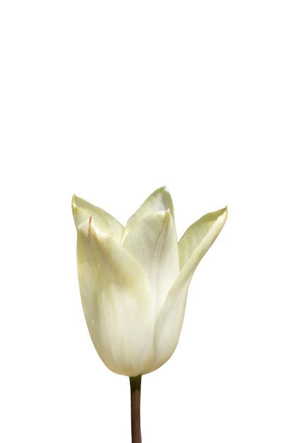 Tulipani di fiori di primavera isolati su sfondo bianco collezione floreale