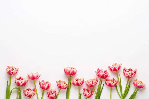 Tulipani di fiori di primavera su sfondo di colori pastello.