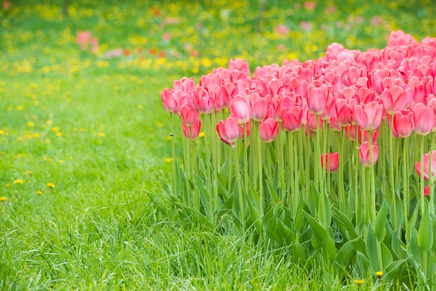 Tulipani di fiori rosa nel bellissimo parco verde