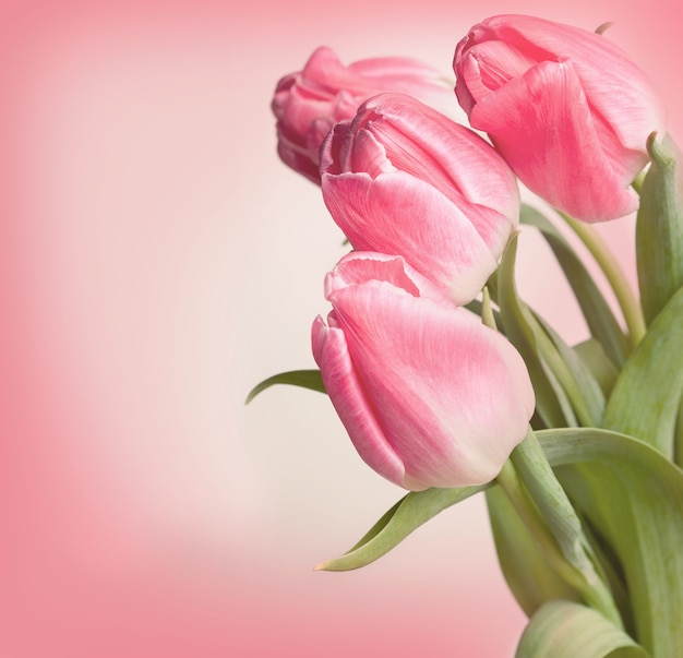 Tulipani di fiori su sfondo bianco