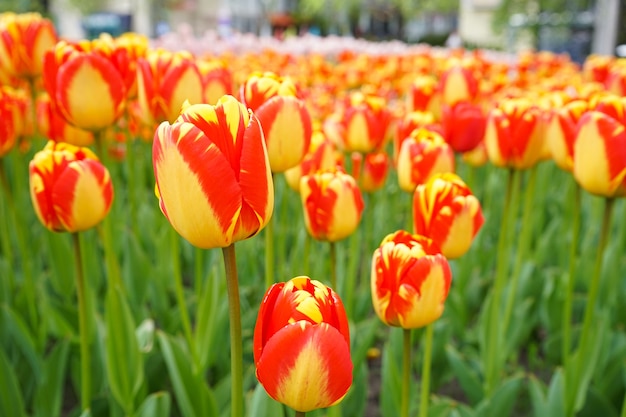 Tulipani di fioritura rossi gialli in letto di fiore, primo piano. Superficie floreale