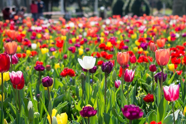 Tulipani di vari colori in natura in primavera