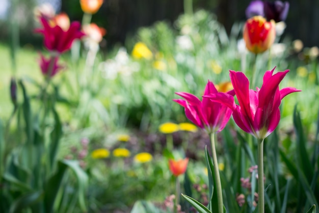 Tulipani e altri fiori colorati in primavera giardino rurale come sfondo floreale. Focalizzazione morbida.