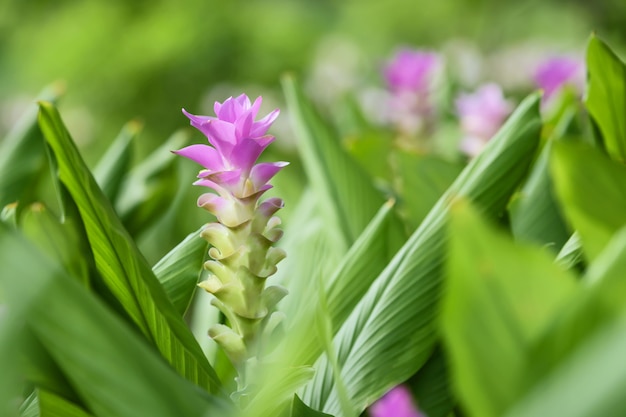 Tulipani e foglie rosa del Siam