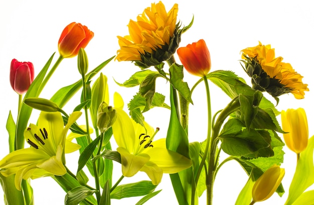 Tulipani e girasoli isolati su sfondo bianco.