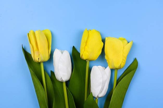 Tulipani e nastri su sfondo blu