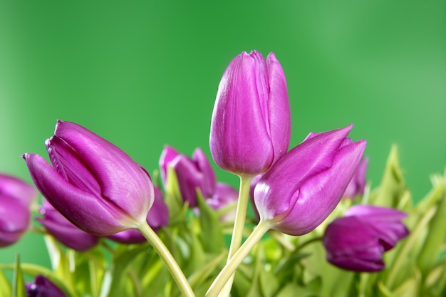 Tulipani fiori rosa verde vivido